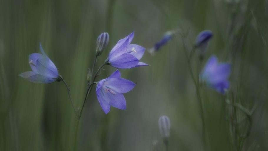 Колокольчик тонколистный полевой