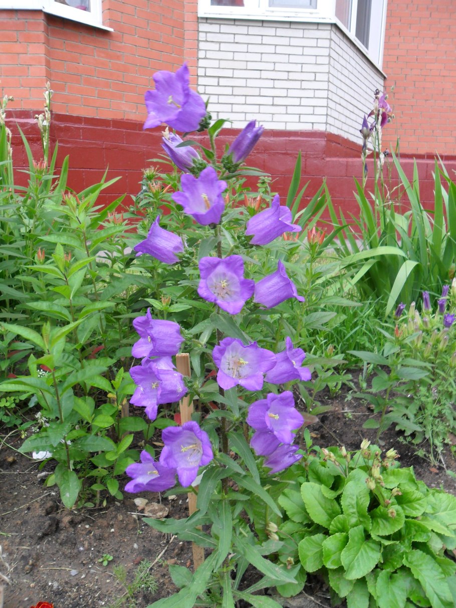 95. Колокольчик круглолистный