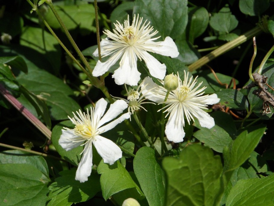 Клематис Janny (Джанни)