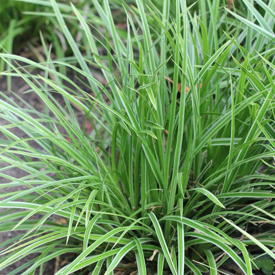 Carex morrowii variegata