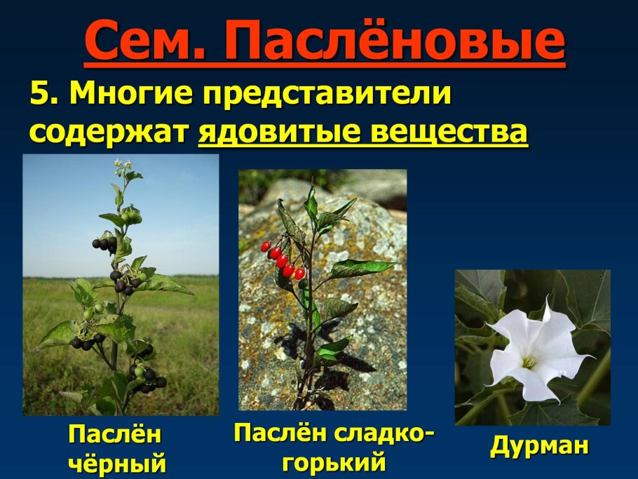 Ядовитые растения семейства пасленовых