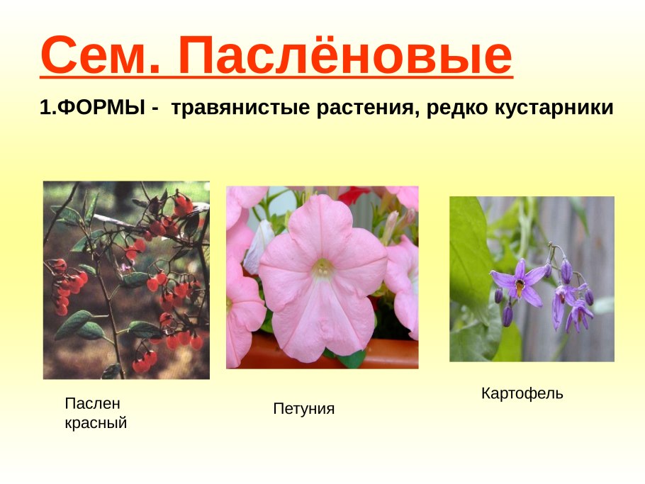 Пасленовые Лилейные бобовые