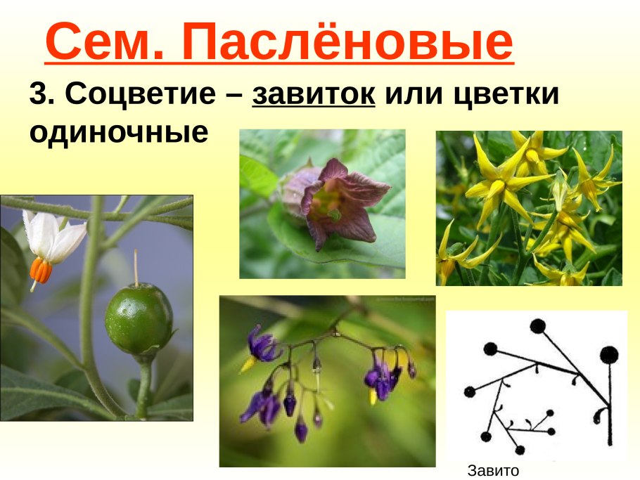 Пасленовые Таксон