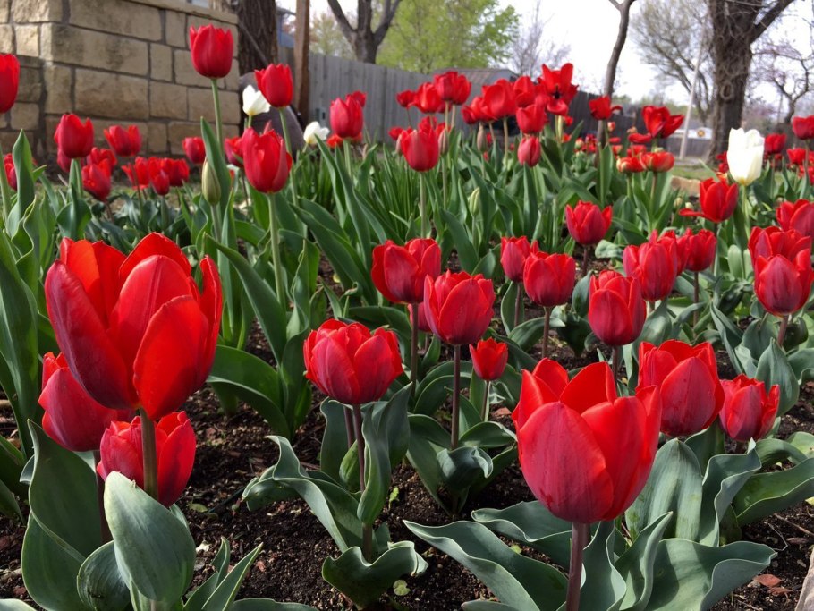 Тюльпан Шренка Казахстан