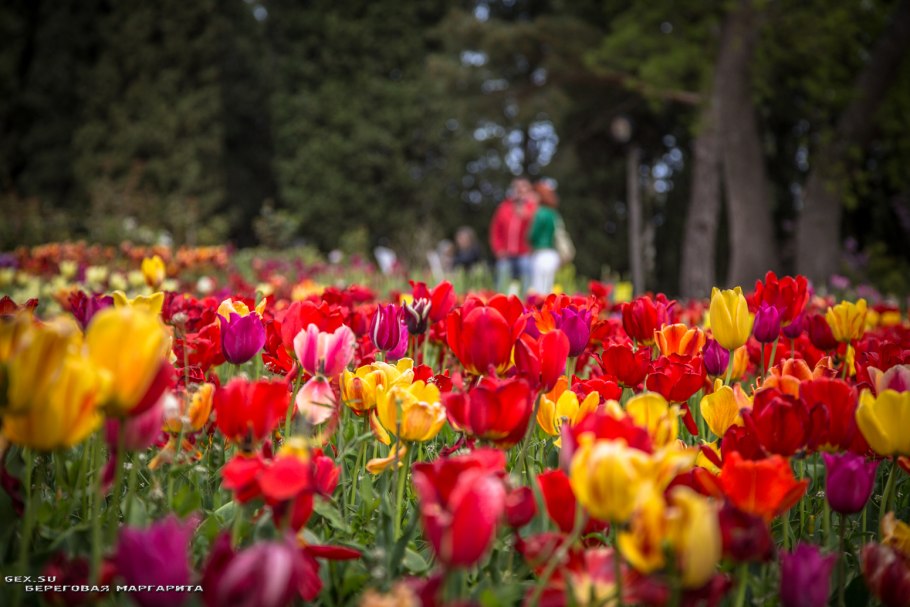 Никитский Ботанический сад тюльпаны
