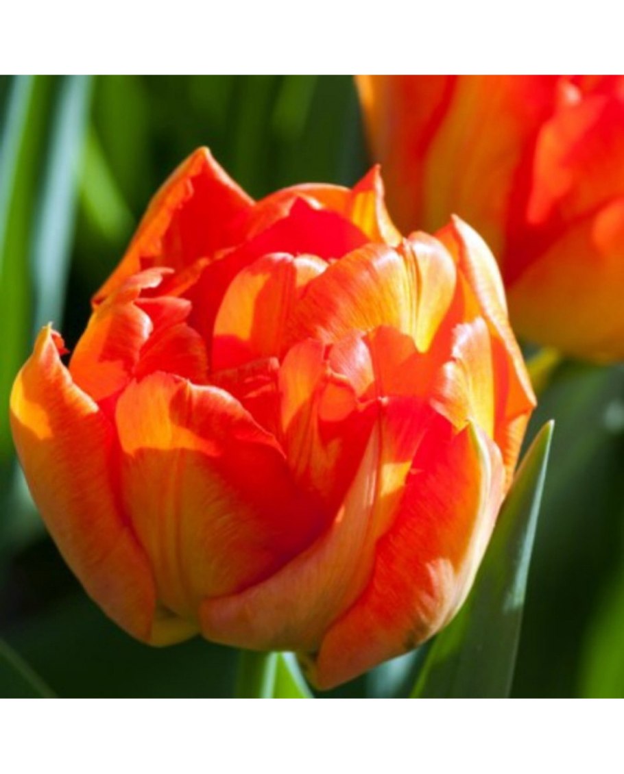 Недина. Алые. Тюльпаны