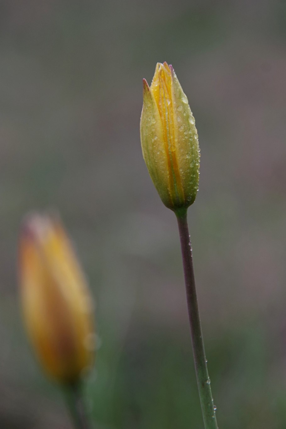 Тюльпан Биберштейна