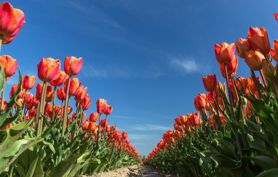 Фестиваль тюльпанов