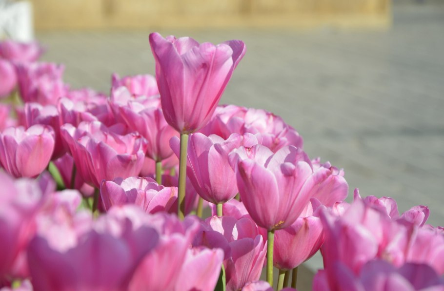 Приземистый тюльпан