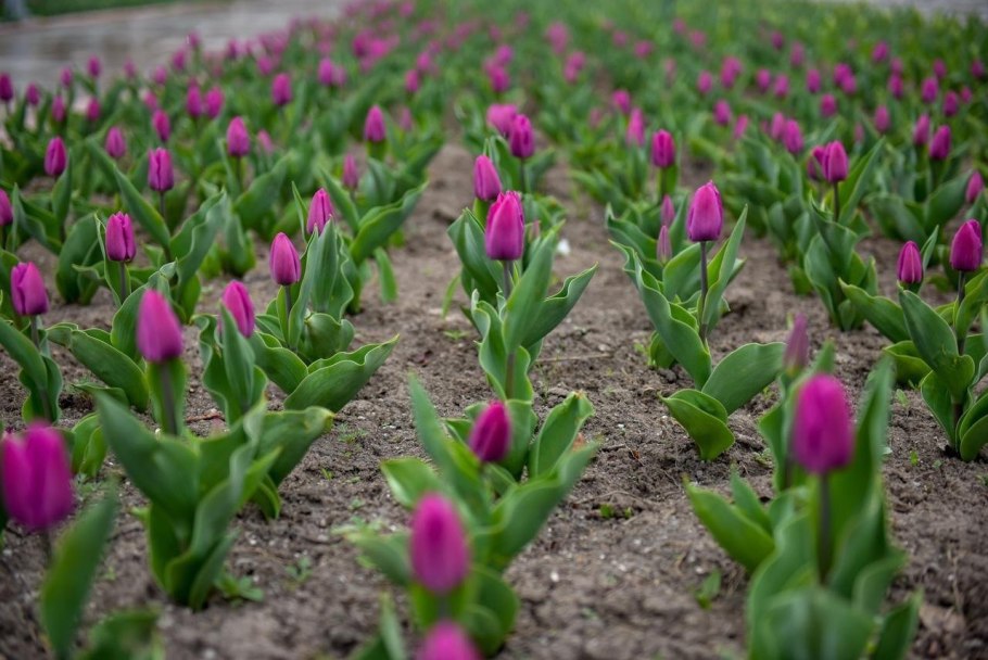 Тюльпаны 2021