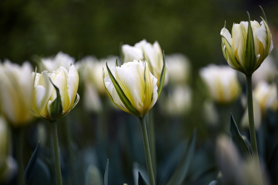 Тюльпан Канзас Прауд (Триумф)