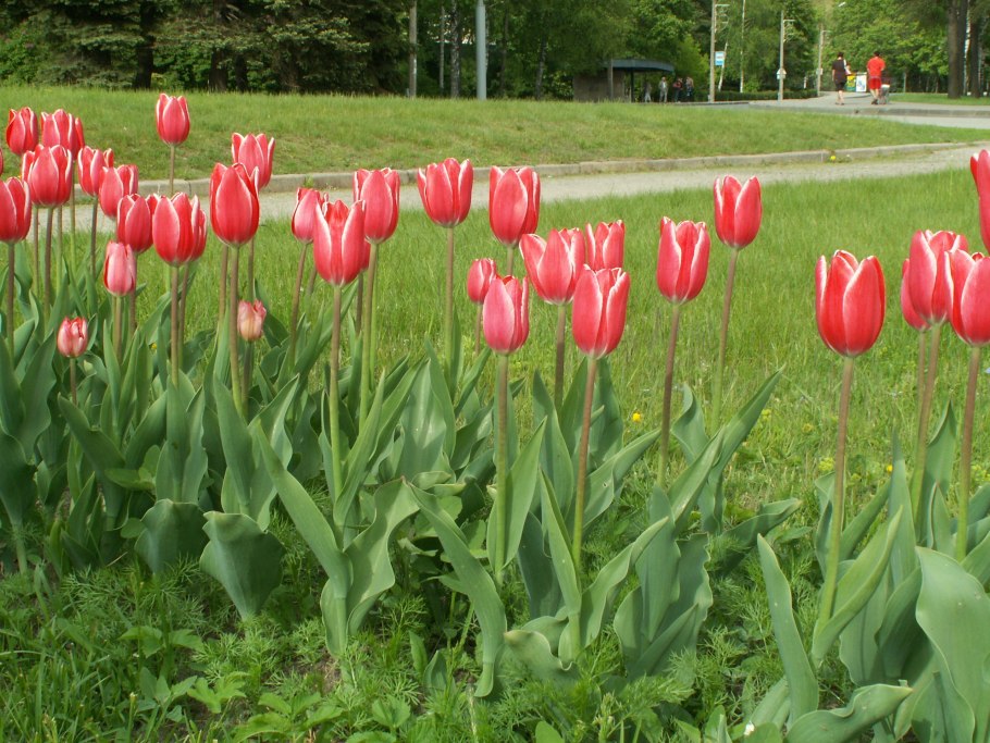 Тюльпан Орфаниди Флава