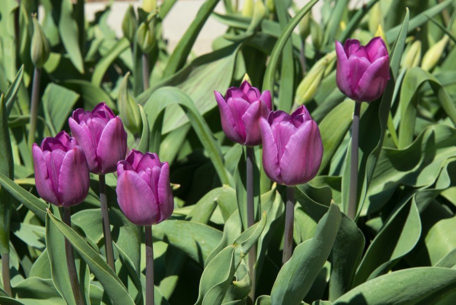 Тюльпан буллит