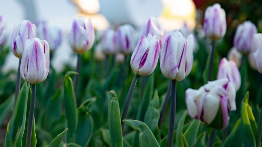 Тюльпан Алтайский красный