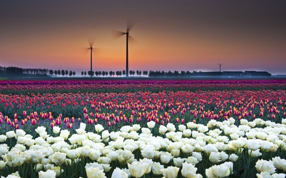 Тюльпан сомнительный