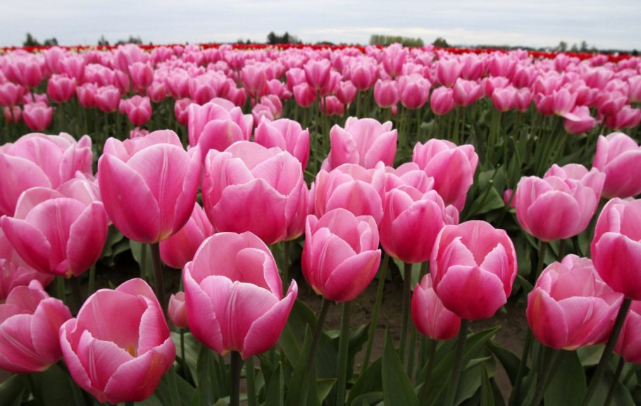 Фест лайф тюльпан