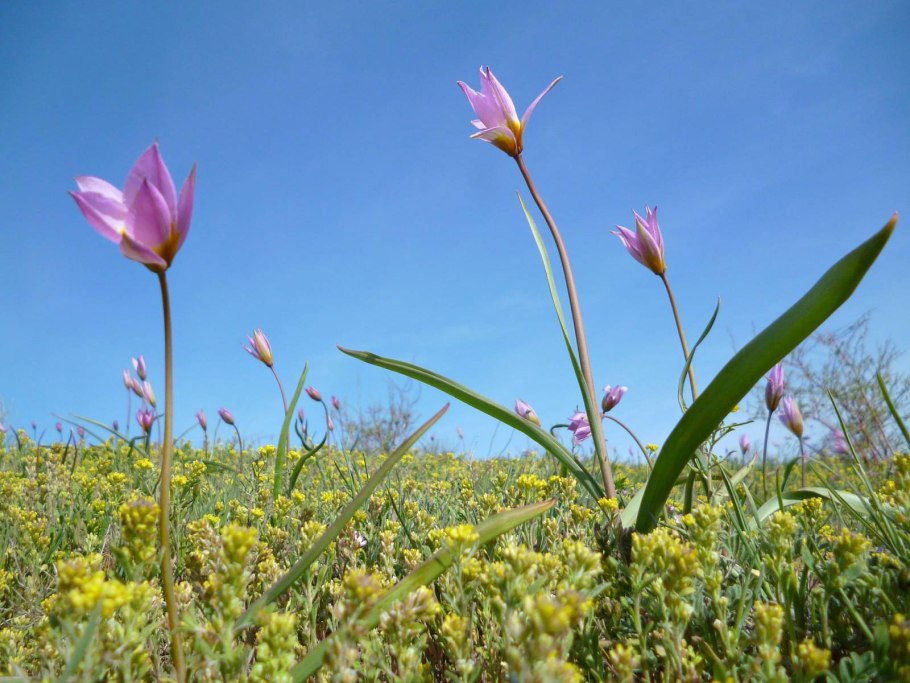 Тюльпан зе фёрст