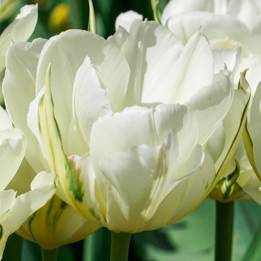 Тюльпан символизирует