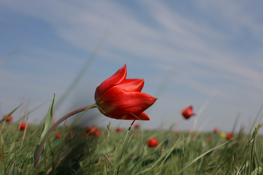 Тюльпан Хакун белый