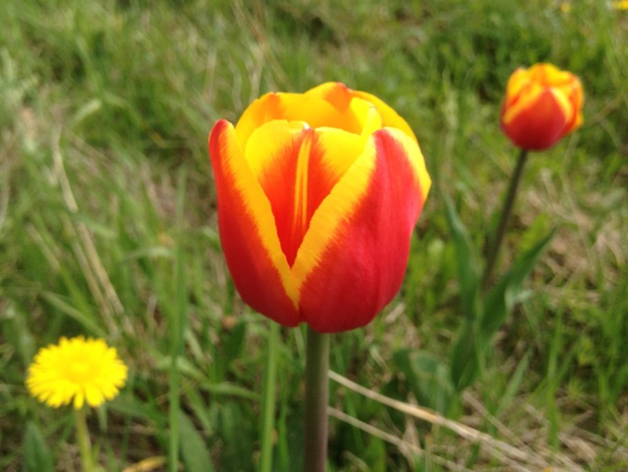 Тюльпаны степные в Орловском районе