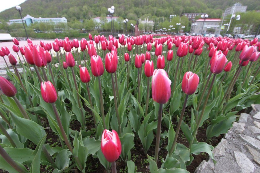 Самые ранние тюльпаны