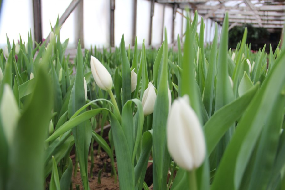 Тюльпан Мюриэл