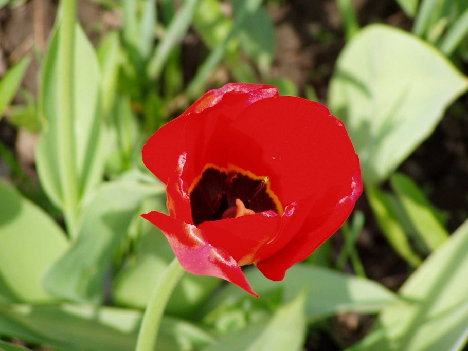 Тюльпан Биг Смайл