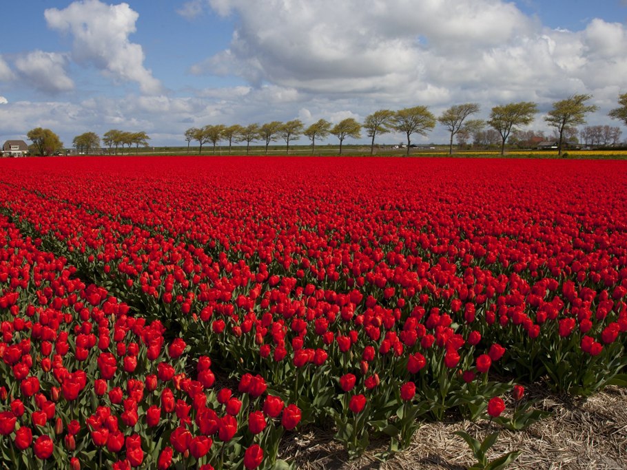 Амстердам тюльпановые поля