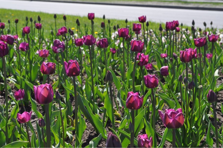 Тюльпан свит рози