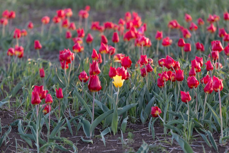 Tulipa Wild цветок
