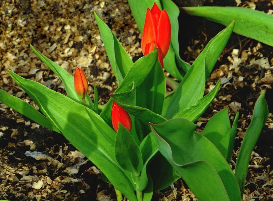 Тюльпан Хенни Ван дер