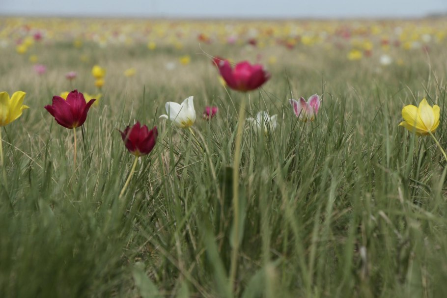 Тюльпан Пегги Уандер