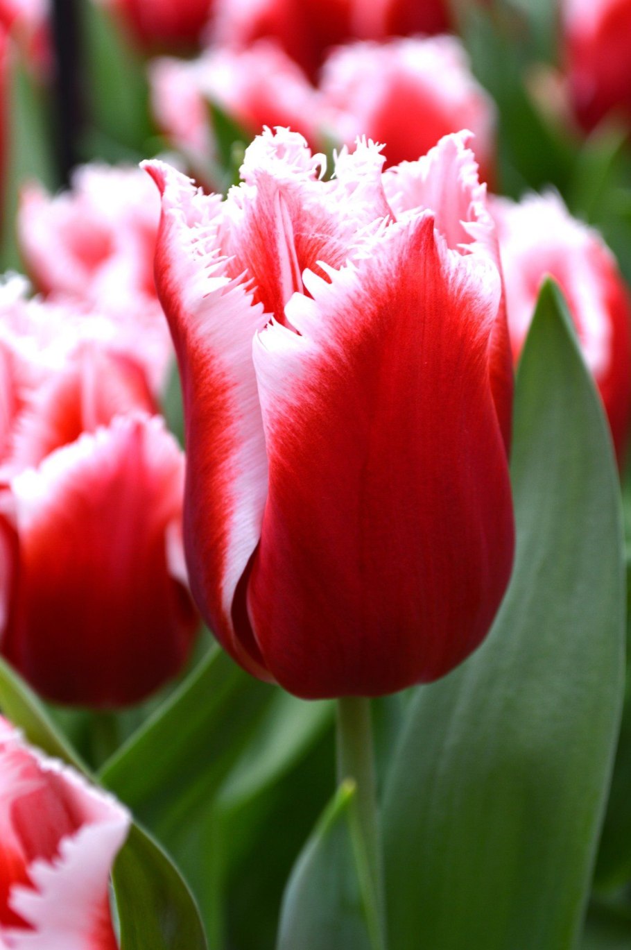 Тюльпан Оллиулес