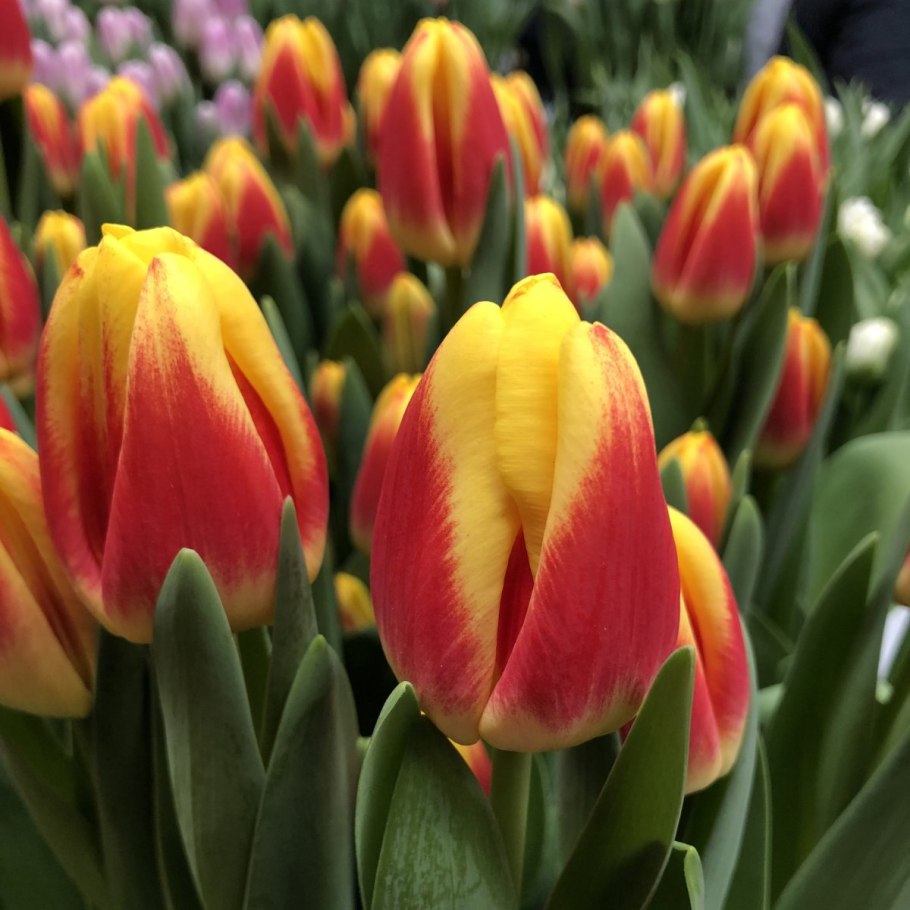 Тюльпан триумф сальво