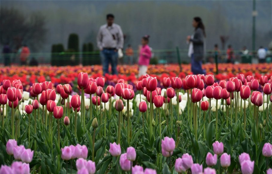 Тюльпан Пульчелла Истерн Стар (pulchela Eastern Star)