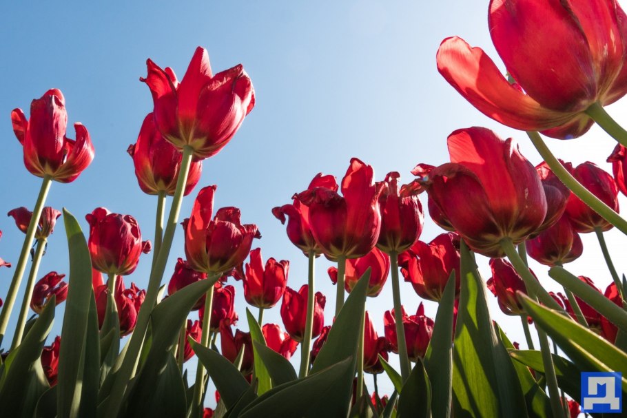 Тюльпан в земле