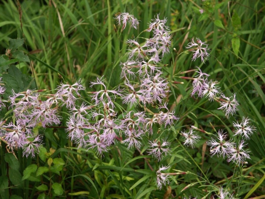 Pteridophyllum racemosum Птеридофиллум кистевидный