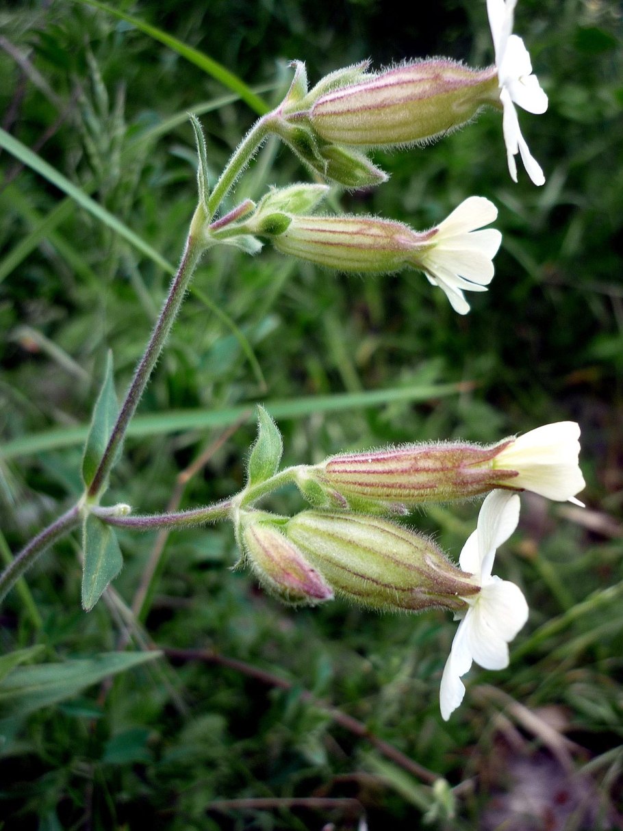 Agelanthus nyasicus