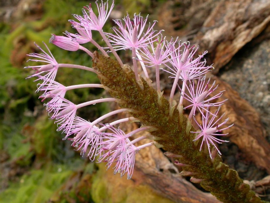 Podostemaceae Mourera