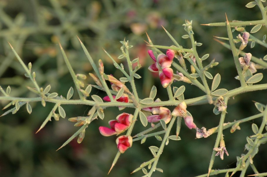 Glycyrrhiza glabra
