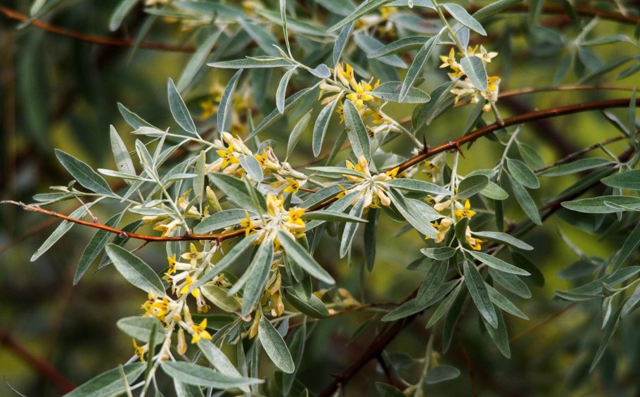 Alhagi pseudalhagi