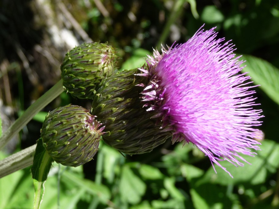 Смилацина (Smilacina) racemosa