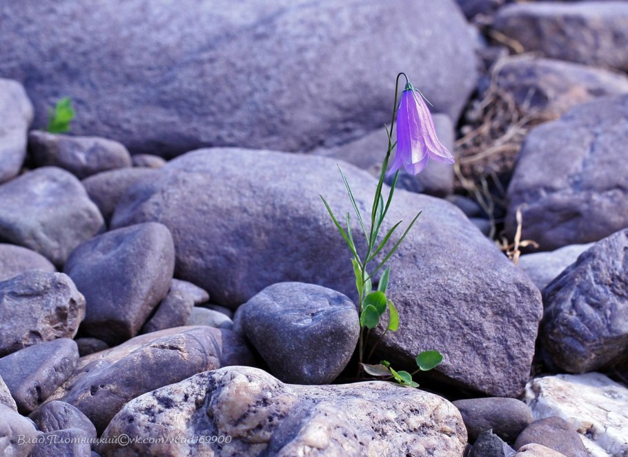 Цветы растущие на камнях