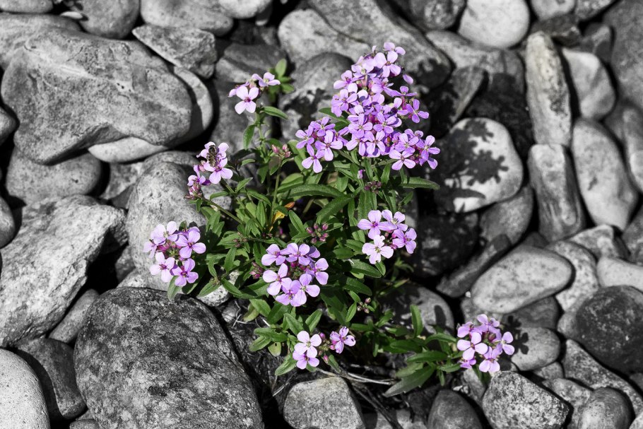 Цветы на камнях