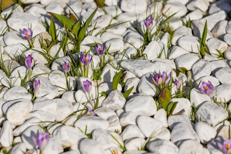 Фиолетовый цветок и камень