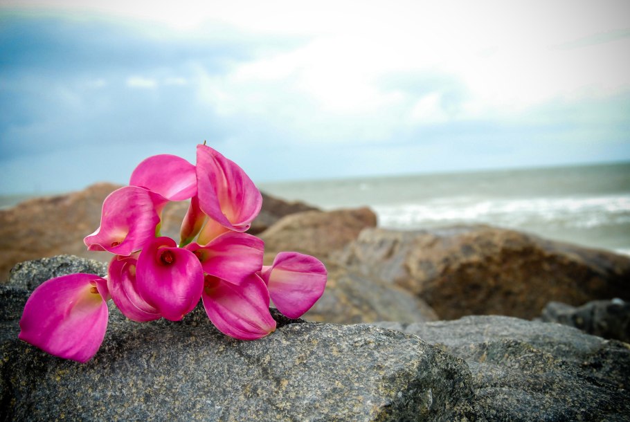 Цветы растущие на камнях