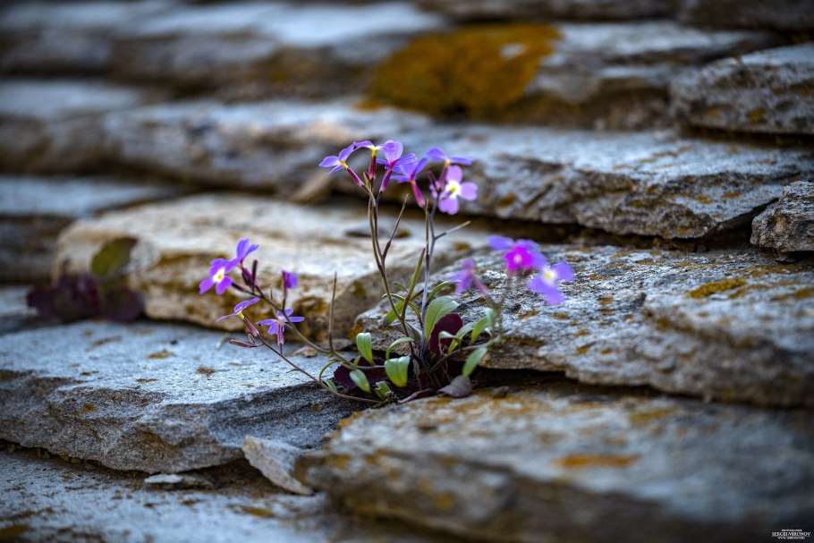 Цветы растущие на камнях