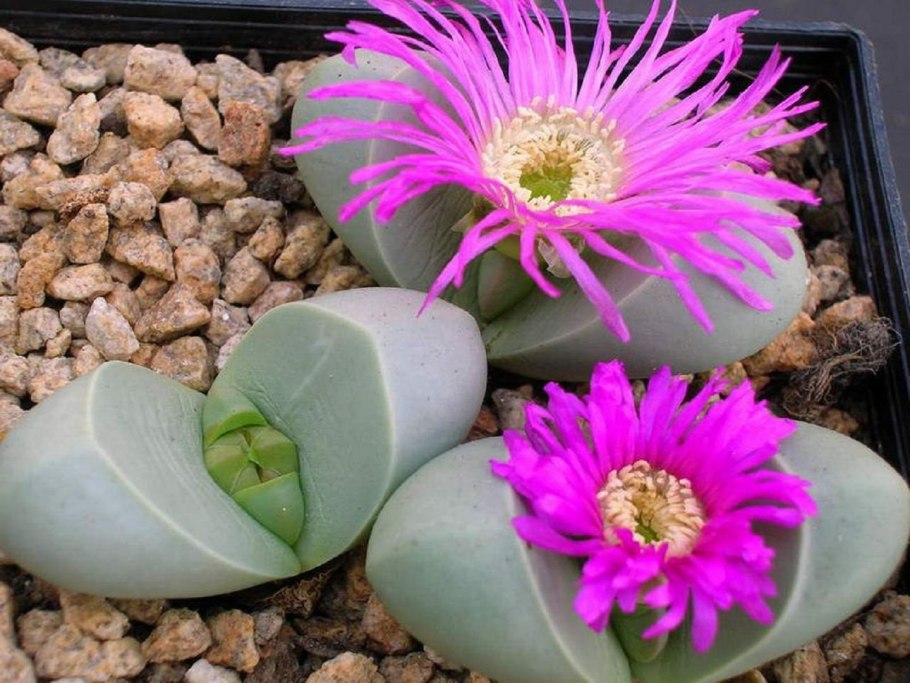 Цветок среди камней