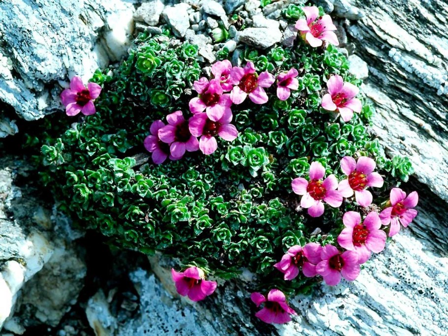 Камни Лотос Лотос