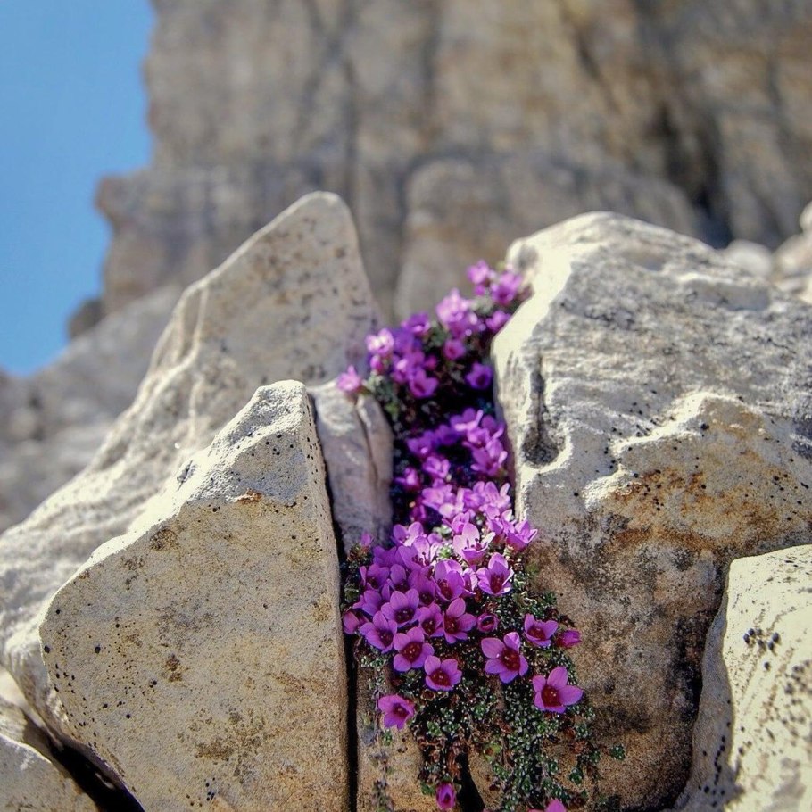 Цветы растущие на камнях